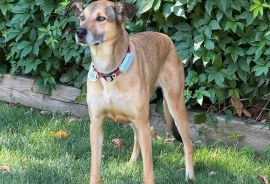 Mixed Breed