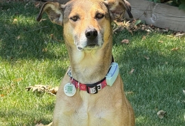Mixed Breed