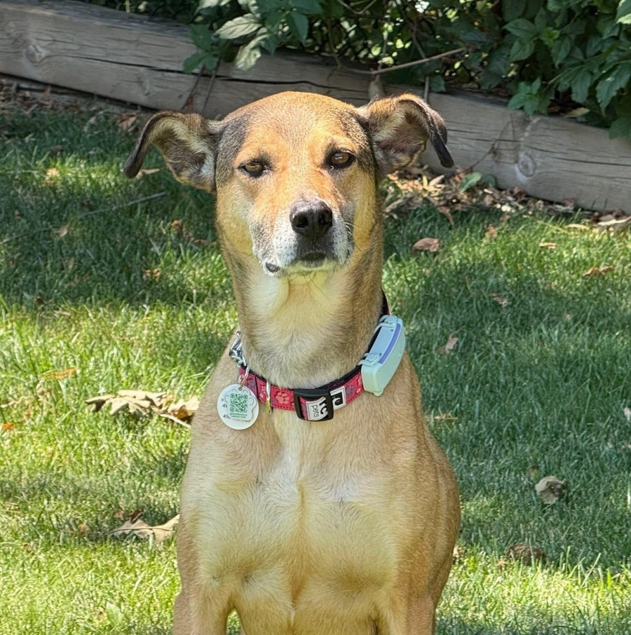 Mixed Breed