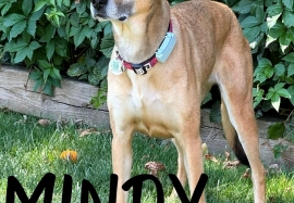 Mixed Breed