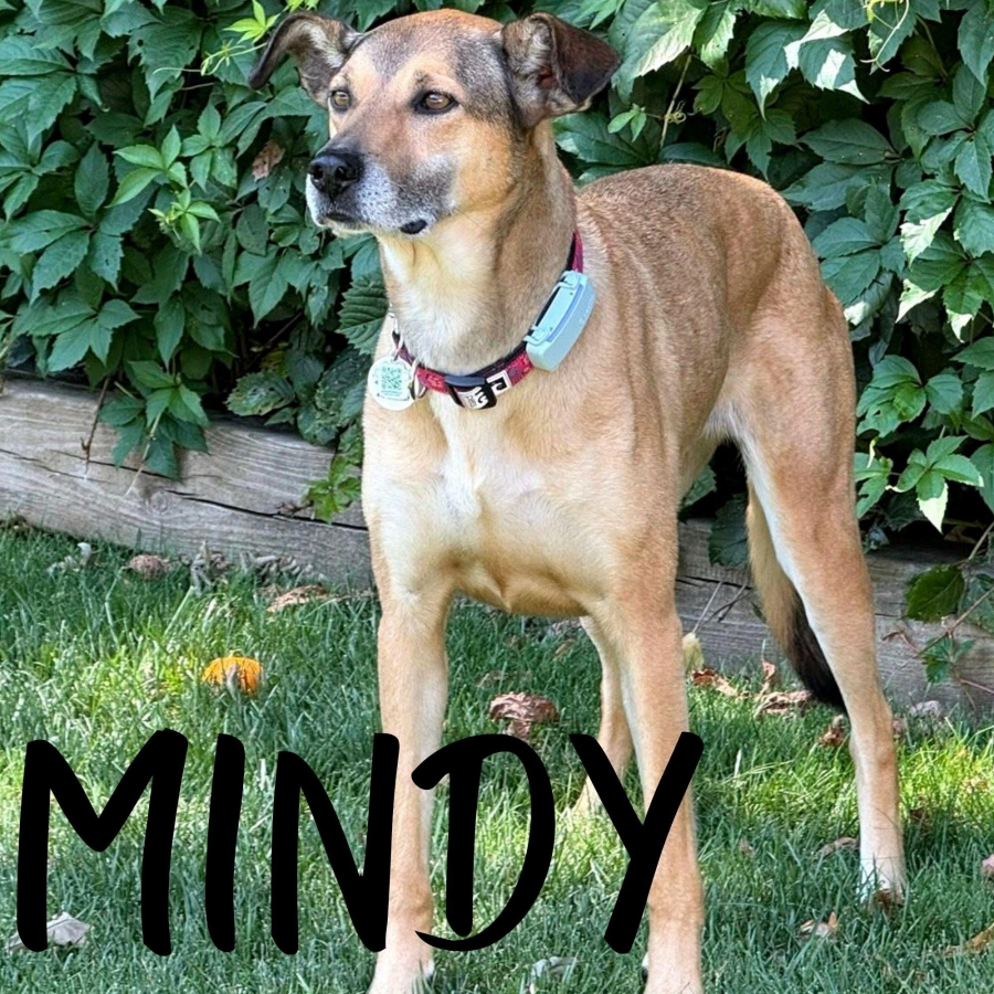 Mixed Breed