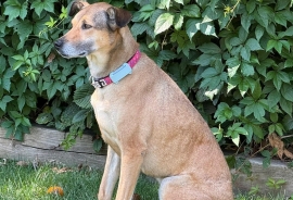 Mixed Breed