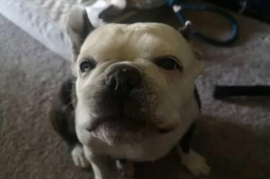 Mixed Breed