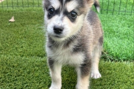 Mixed Breed