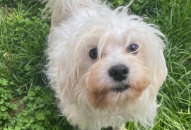 Maltese