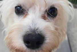 Maltese