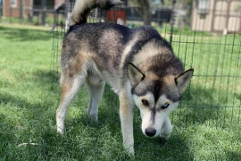 Siberian Husky Siberian Husky