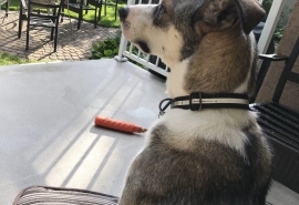 German Shepherd Dog