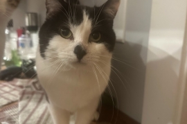 Domestic Short Hair Domestic Short Hair