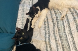 Domestic Medium Hair