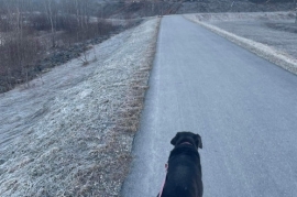 Black Labrador Retriever Black Labrador Retriever