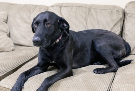 Black Labrador Retriever