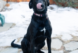 Black Labrador Retriever