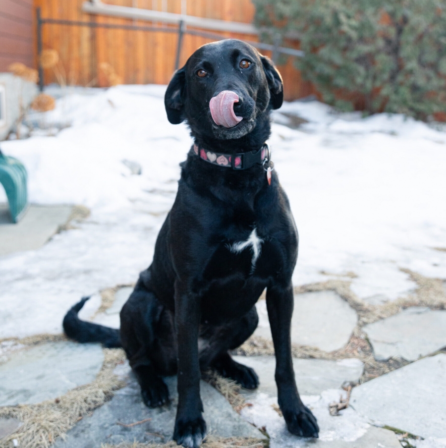 Black Labrador Retriever