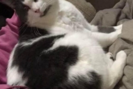 Domestic Short Hair Domestic Short Hair