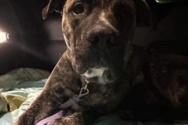 Bullmastiff