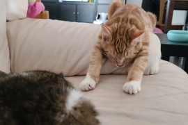 Domestic Short Hair Domestic Short Hair