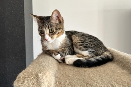 Domestic Short Hair Domestic Short Hair