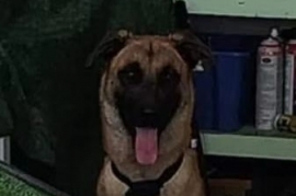 Belgian Shepherd / Malinois