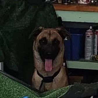Belgian Shepherd / Malinois