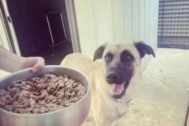 Belgian Shepherd / Malinois