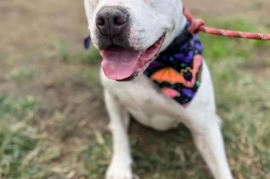 American Staffordshire Terrier