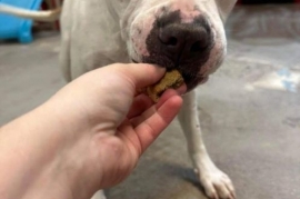 American Staffordshire Terrier