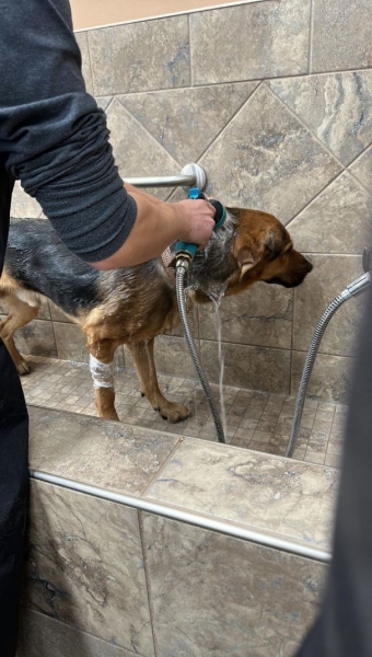 German Shepherd Dog