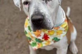 American Staffordshire Terrier