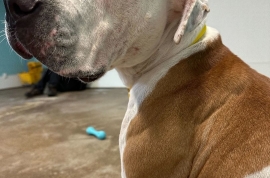 American Staffordshire Terrier