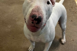 Bull Terrier
