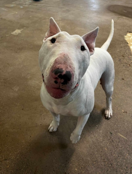 Bull Terrier