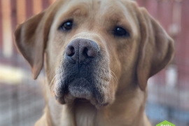 Labrador Retriever