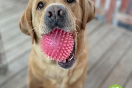 Labrador Retriever
