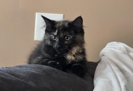 Domestic Medium Hair