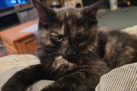 Domestic Medium Hair