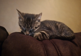 Domestic Short Hair Domestic Short Hair