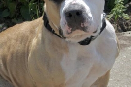 Mixed Breed