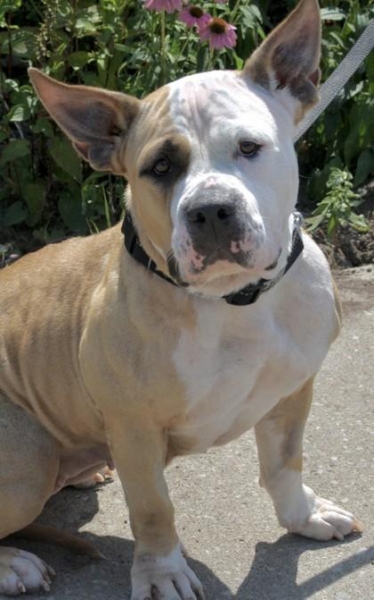 Mixed Breed
