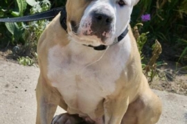 Mixed Breed