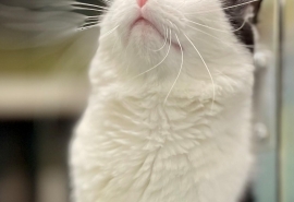 Domestic Medium Hair Domestic Medium Hair