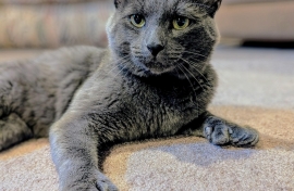 Russian Blue