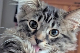 Domestic Long Hair Domestic Long Hair