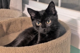 Domestic Short Hair Domestic Short Hair