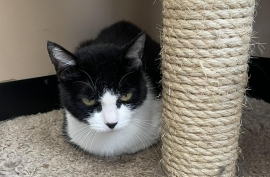 Domestic Short Hair Domestic Short Hair