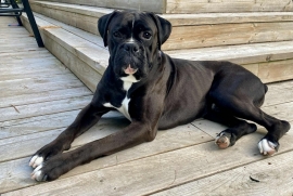 Boxer