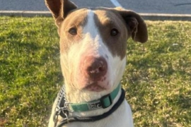 Bull Terrier