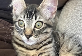 Domestic Medium Hair