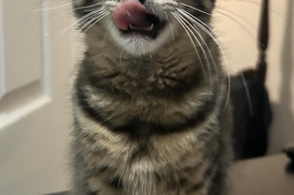 Domestic Medium Hair