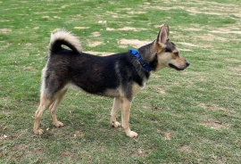 Shepherd